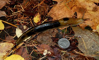 Teeny-tiny slug