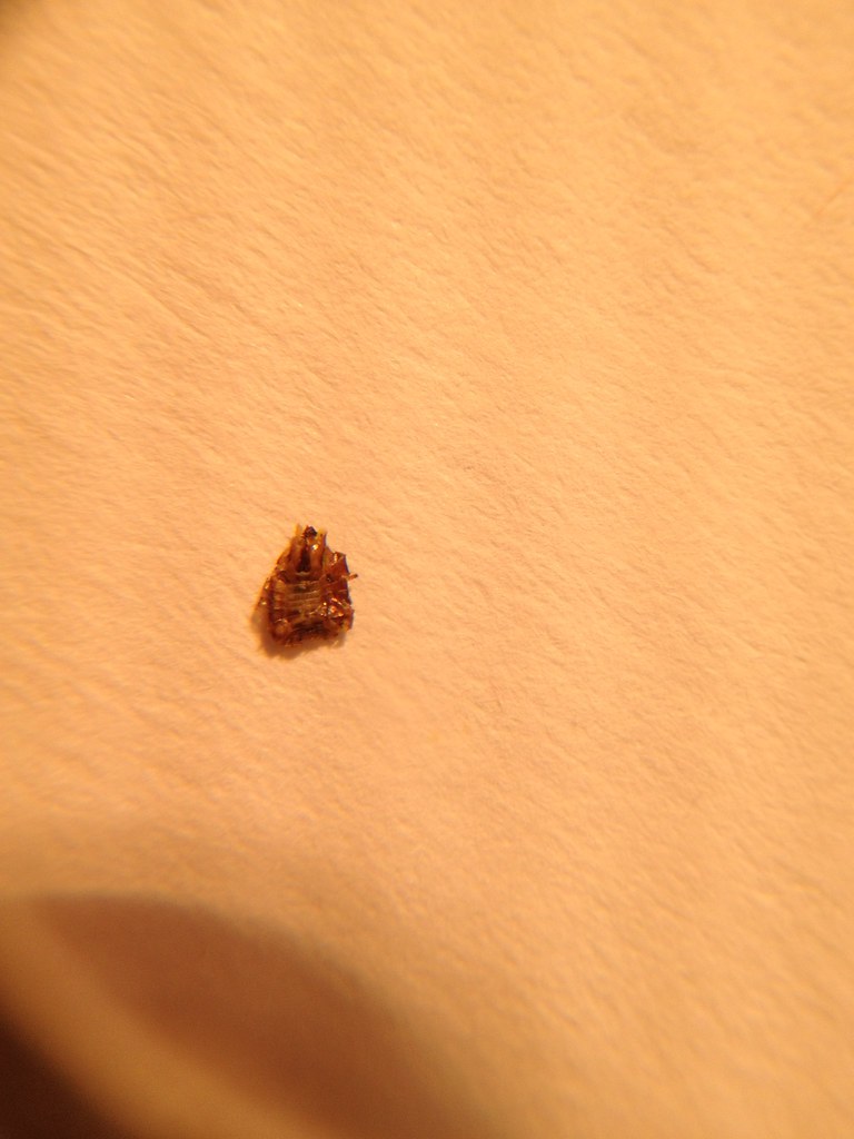 Bug ID if Possible Please - Very Small Partial Piece Â« Got Bed Bugs ...