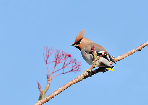 Waxwing by Andy Pritchard - Barrowford