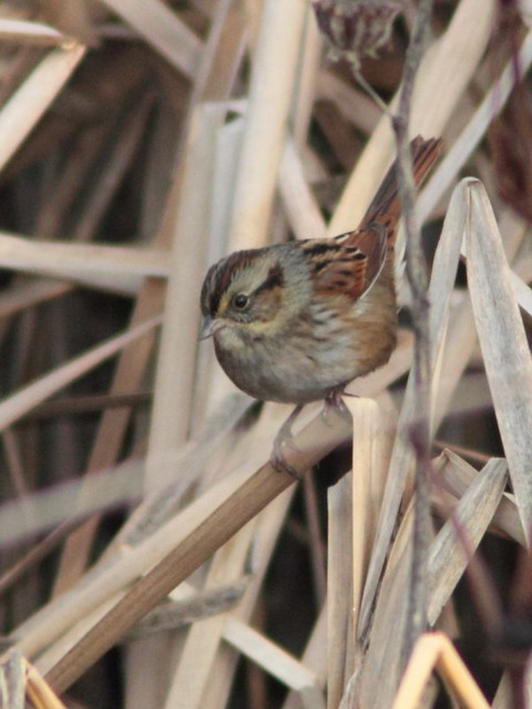 Swamp Sparrow 20121115