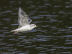Lake Merced Birds