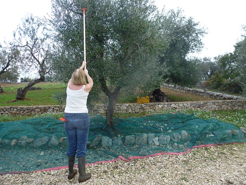 Mary harvests our olives 01