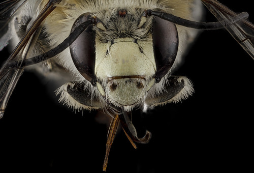 Anthophora occidentalis, male, face_2012-07-06-17.17.40 ZS PMax