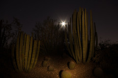 Desert Botanical Gardens Moonscape Photography