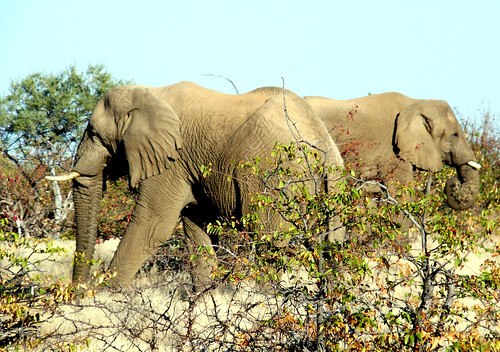 Elephants in thorn scrub, Namibia