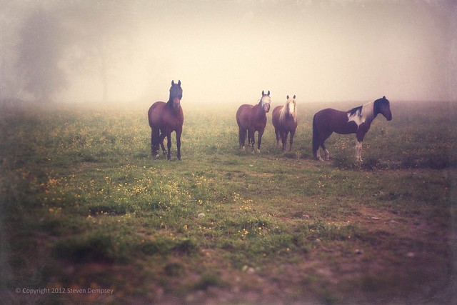 Horses in the Morning Mist