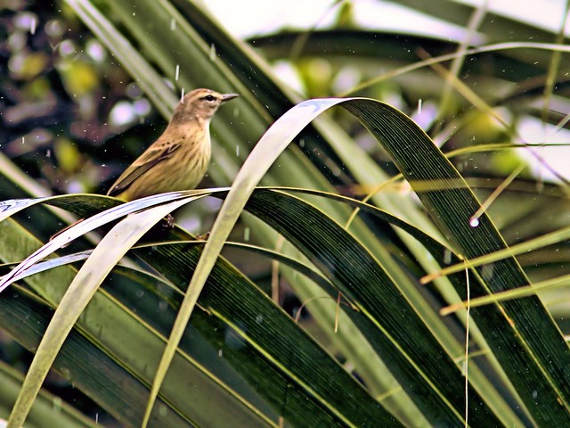 Palm Warbler in the rain 20121203