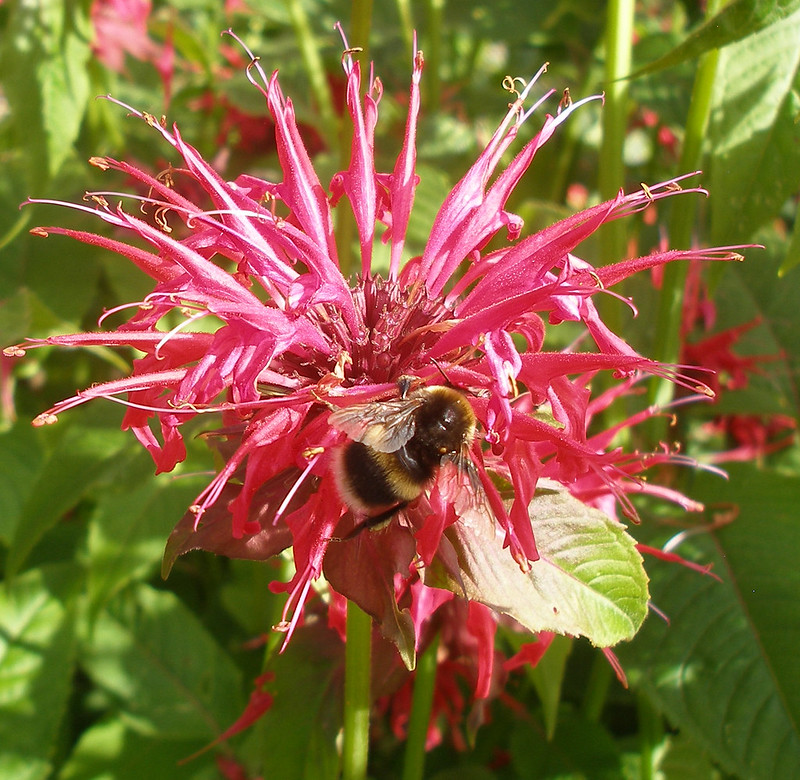 Buff-tailed Bumblebee on Bergamot