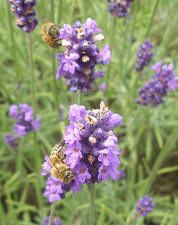 honeybee on lavender 3