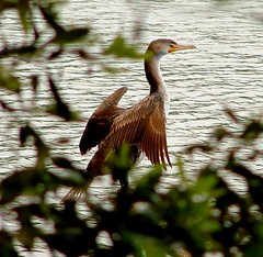 South Carolina Lagoon - Spring Wildlife IV