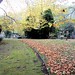 Autumn in Brockley Cemetery 13