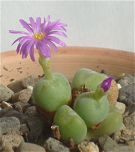 Cono velutinum by cactusjohn
