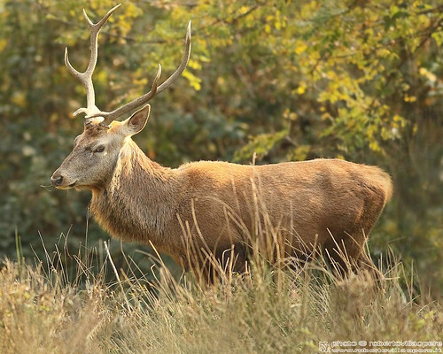 Cervo - Cervus elaphus - Red Deer by robertovillaopere