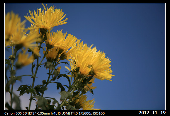 20121119_Flower17