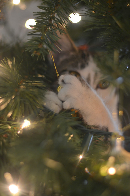 Stella in the Christmas tree