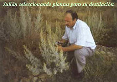 Julián Segarra recolectando planta salvaje de absenta.
