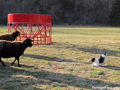 Sheep vs beagle (3) - FarmgirlFare.com