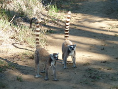 Madagascar 2012