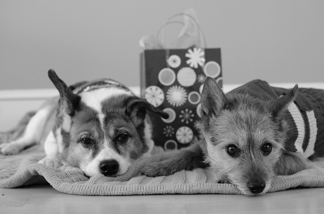 Holiday card outtake #3 (B&W version)