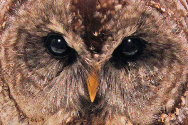 Owl specimen