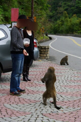 登仙橋旅客餵食獼猴。（網路截圖）