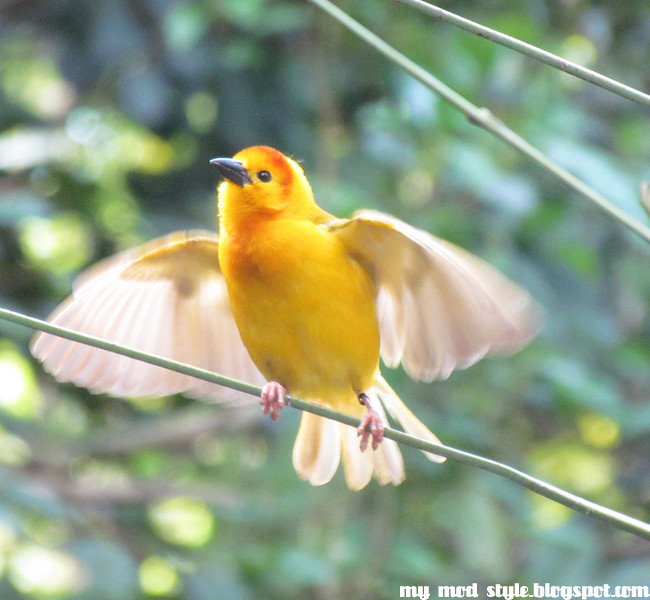 Animal Kingdom yellowbird