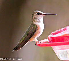 Rufous Hummingbird - Allegheny Co PA