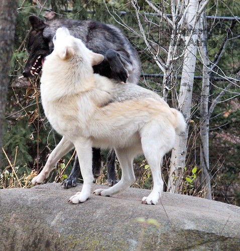 2012-11-09 Mn Zoo Courtship of Wolves-W 698 by puckster55pics