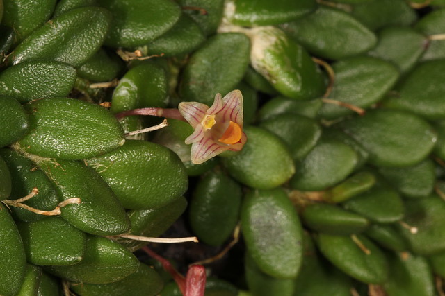 Davejonesia lichenastra (syn Dendrobium lichenastrum) 2012-10-09 01