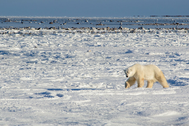 Wild Polar Bears in Churchill