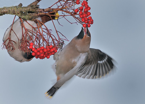 Waxwing8 by Andy Pritchard - Barrowford