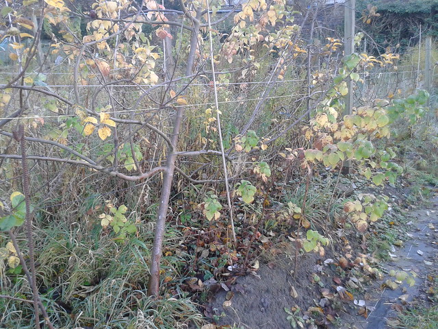allotment monday - prune it all down!