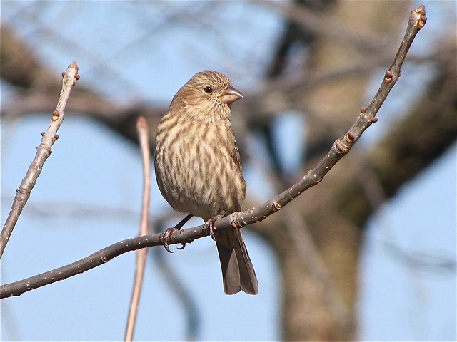 House Finch at Angler's Pond in McLean County, IL 01