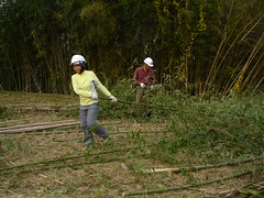 志工砍除華箬竹屬，為日本虎鳳蝶蜜源植物增加生長空間。
