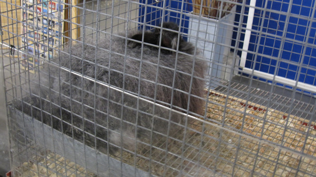 Very fluffy grey rabbit