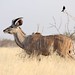 Kudu & fork-tailed drongo