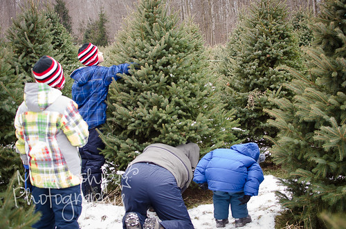Christmas tree quest 2012-1