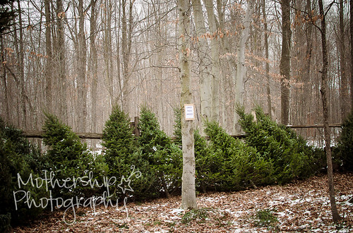 Christmas tree quest 2012-10