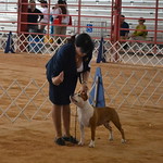Melody in the AKC ring