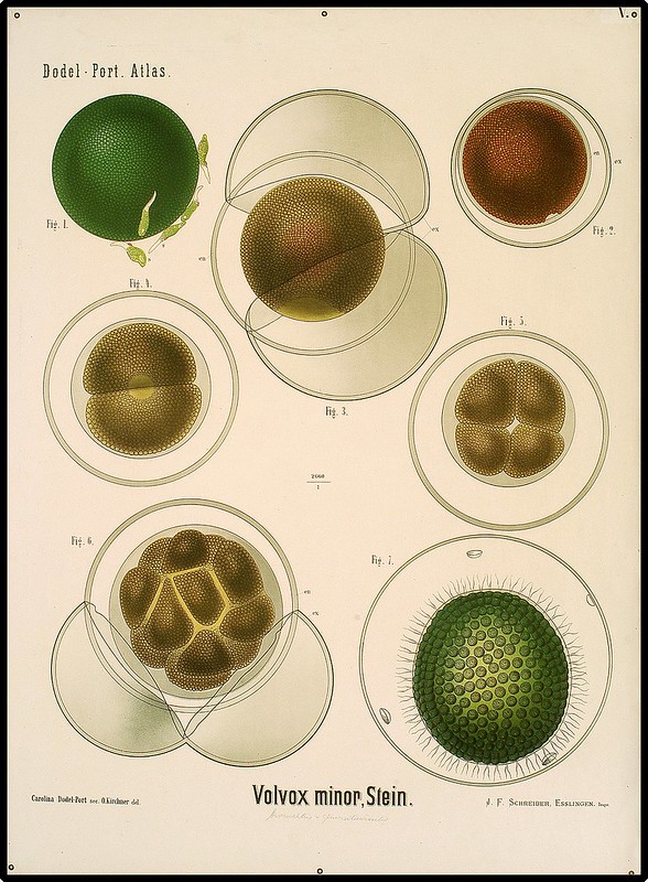 microscopic views of volvox algae species in educational poster