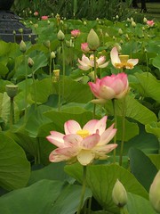 Lotus pond 1