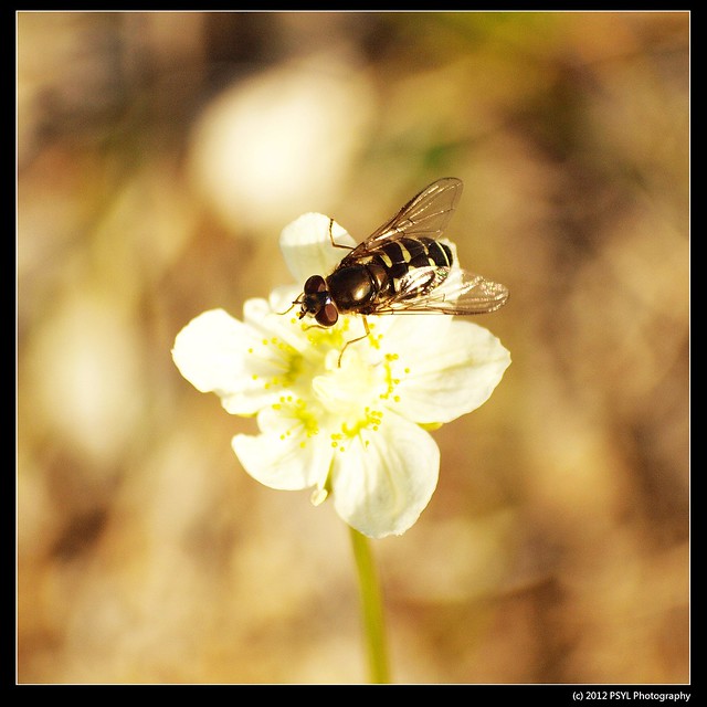 Flower Fly (Syrphidae) on Grass of Parnassus