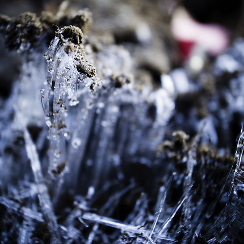 Ice Fungi, 2012, Kasai 02