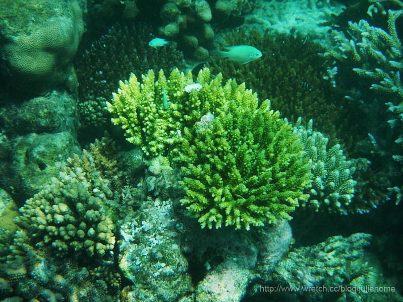 珊瑚森林 (56)