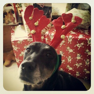 Lola's in the Christmas spirit!