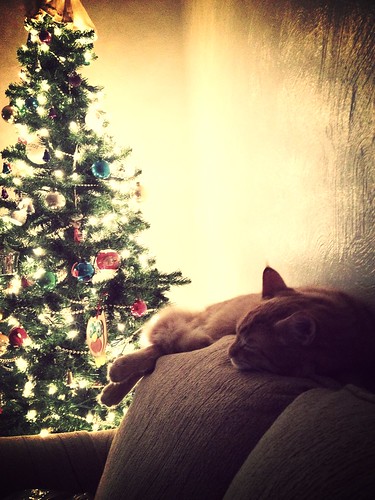 Radley Cat knows Christmas should end.