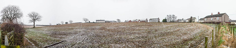 Cereal Field: Mid January 2013