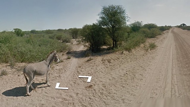 google street view car hit a donkey