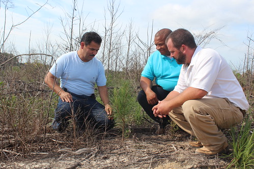 Variano Suarez monitors growth of loblolly pine trees with NRCS Supervisory District Conservationist Kelvin Jackson and consulting forester Eric Entrekin.