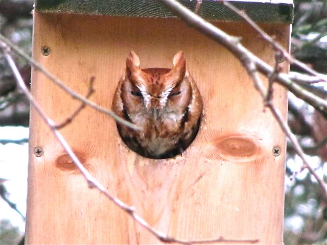 Eastern Screech-owl (red morph) in Bloomington, IL 01